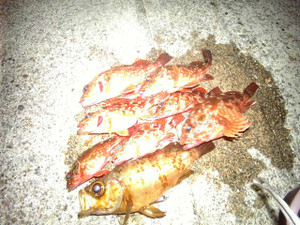 Img_0024_small