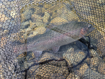 596867389530833050_2