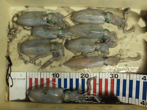 P9050355