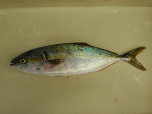 P9130372