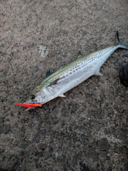 587320346676560335 587320346676560335