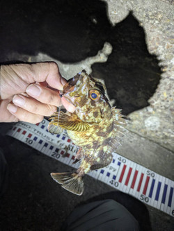 608338894252933275_1