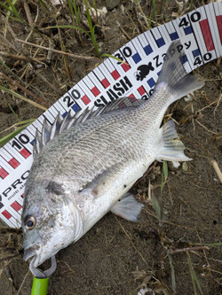 610922821791252702_2