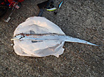 P9040037_medium