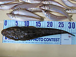 Img_0679_small