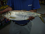 P9110417_medium