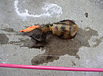 Pap_0028_small