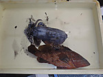 Pa030059_medium