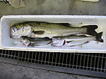 Img_0756_small