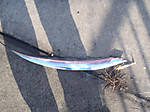 Pc120084_medium