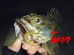 P4040146_small_2