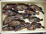 P8070023_medium