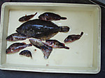 P8080029_medium