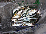 P9090019_small