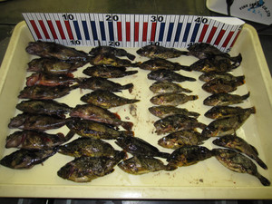 Img_3357_medium