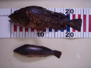 P5030948_small