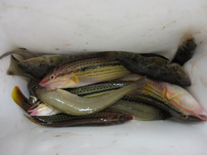 Img_3396_medium_3