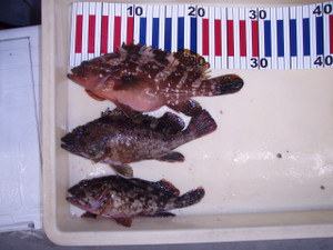 P7050051_small