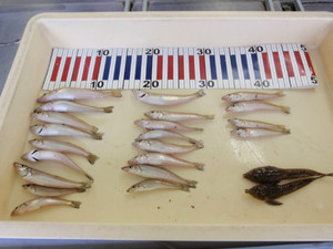 P7110202_medium_2