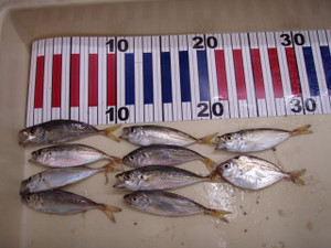 P7120069_small