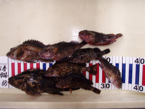 P7120070_small