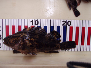 P7120072_small