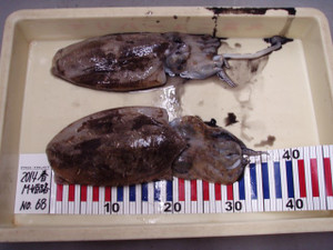 P7120073_small