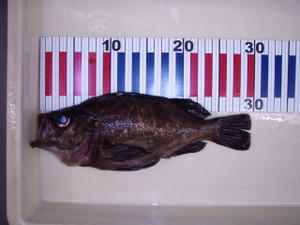 P7200085_small