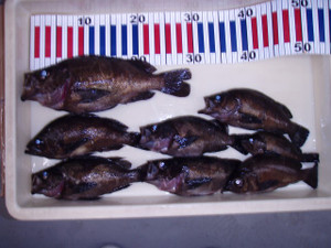 P7200087_small