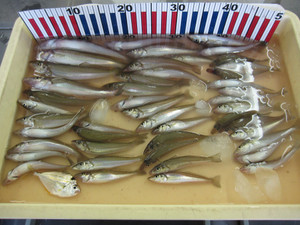Img_3631_medium