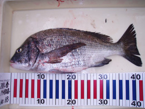 P8110106_small