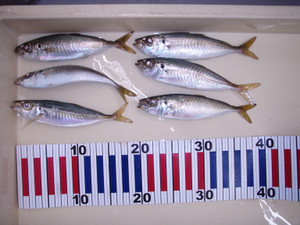 P8150112