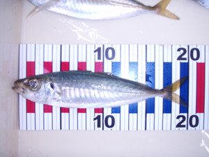 P8150113