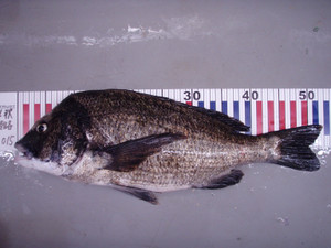 P8170125