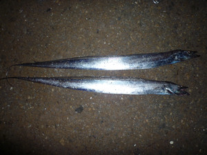 P1000220