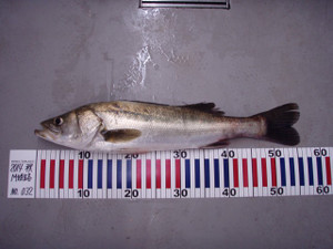 P9130255_small