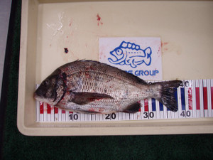P9160271_small