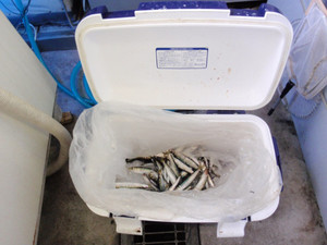 P9200352_medium