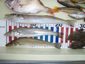 P8020975_small