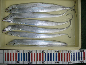 P8141018