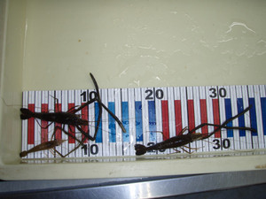 P8161027_medium