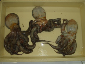 Photo_3