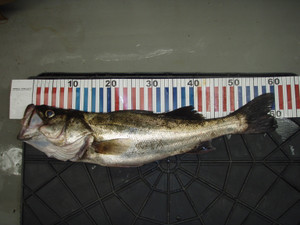 Photo_4