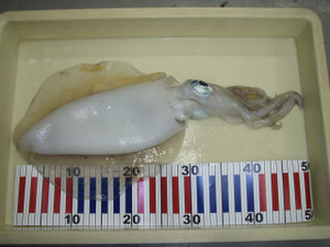 P9061099_small