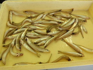 Photo_2