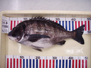 P3310186_small