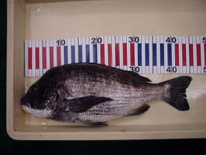 P4100252_small