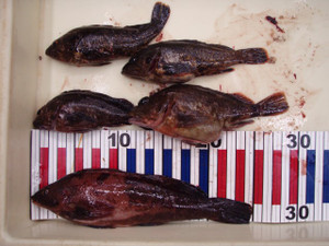 P4100255_small_2