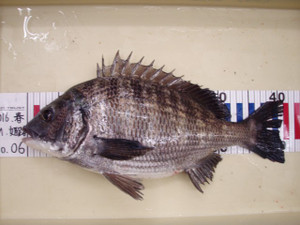 P4220304_small