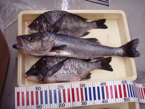P4240313_small